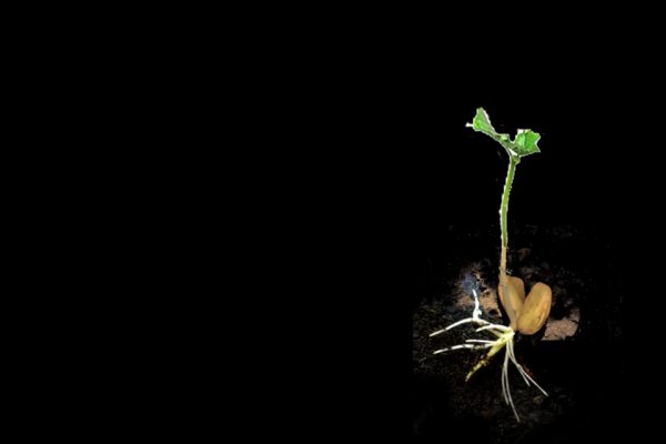 After the acorn heart split open in Heartbeat, a baby tree is born. This is a digital fantasy composite, not a real baby oak tree.
