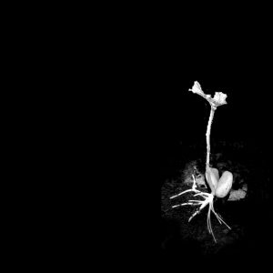 acorn 15 bw first leaves