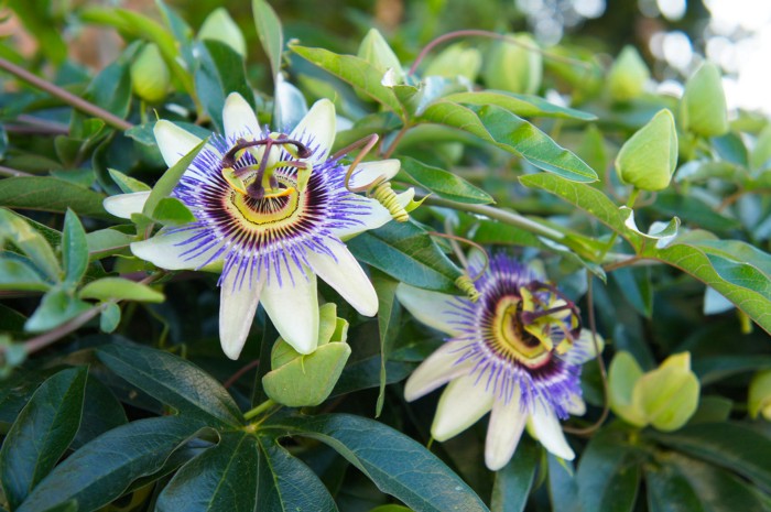 two passion fruit flowers on their vine