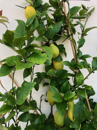 Close up view of part of the lemon tree on my balcony - with multiple large nearly-ripe lemons